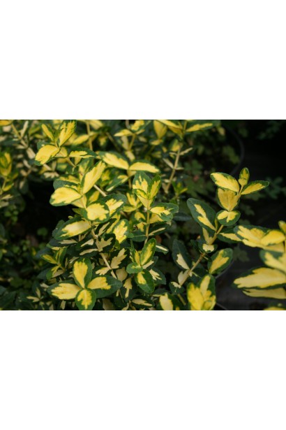 Euonymus fortunei Blondy/Interbolwi on shtambe